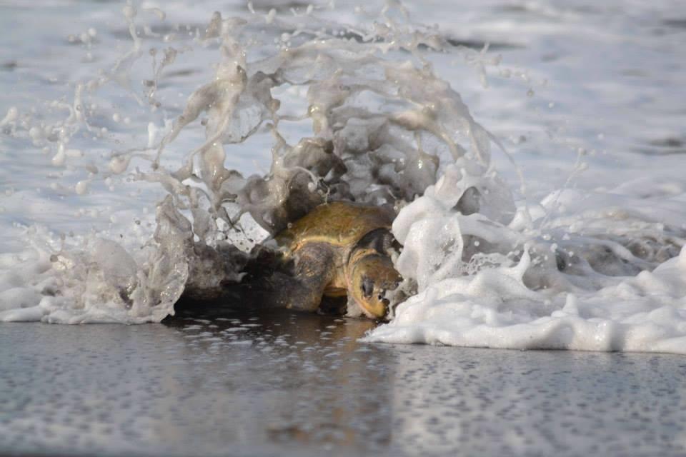 Cabinas Surf Arribadas Ostional Wildlife Refuge Exterior photo