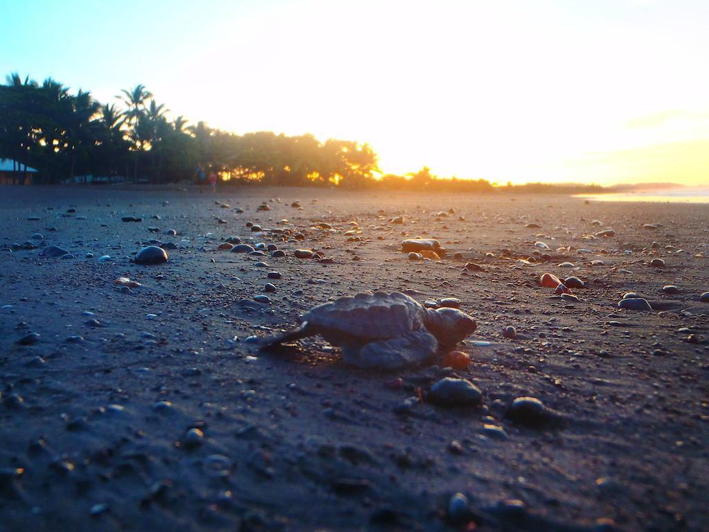 Cabinas Surf Arribadas Ostional Wildlife Refuge Exterior photo