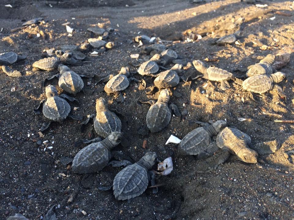 Cabinas Surf Arribadas Ostional Wildlife Refuge Exterior photo