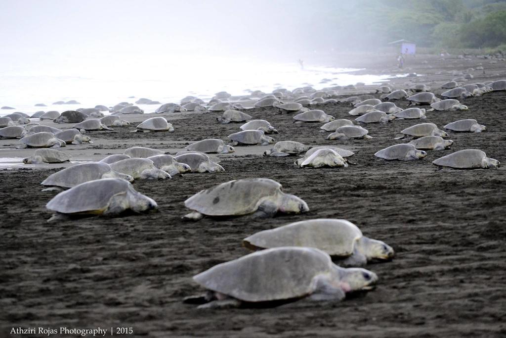 Cabinas Surf Arribadas Ostional Wildlife Refuge Exterior photo